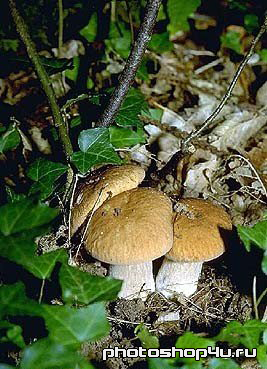 Фотография, грибы