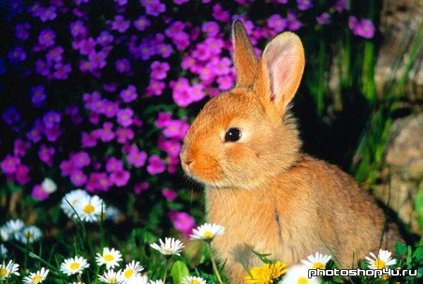 Фото, кролик