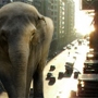 Слон на улице города