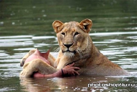 Шаблон мужской - купание с львицей