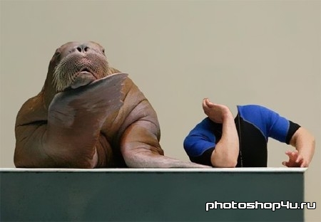 Шаблон для фотомонтажа - пресс-конференция с моржом