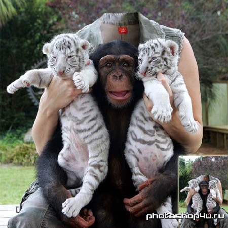 Шаблон для девушек - фотография с обезьяной и тиграми