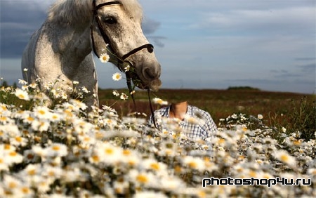 Шаблон для фотомонтажа - В поле из ромашек с белой лошадью