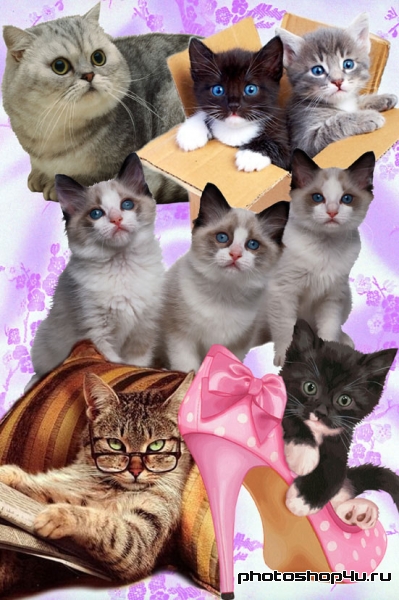 Коты, кошечки, котята – растровый клипарт PNG