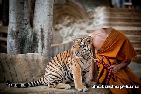 Шаблон для фотомонтажа - Домашний тигр