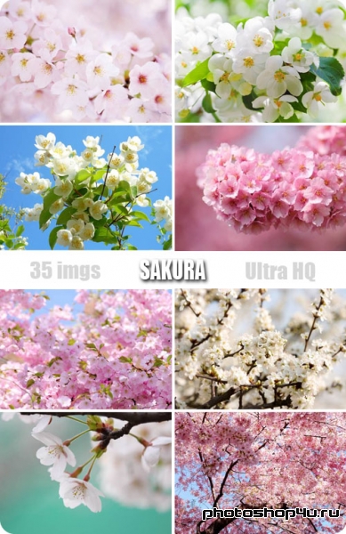 Sakura | Сакура - Высококачественный растровый клипарт с фотостока
