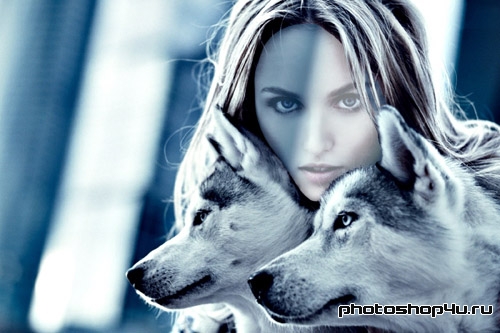  Фотосессия с двумя волками - женский шаблон 