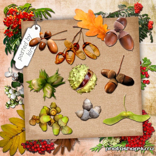 Осенний клипарт  - Плоды рябины, дуба, клена, каштана