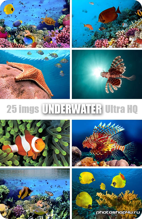 Underwater | Подводный мир - Высококачественный растровый клипарт с фотостока