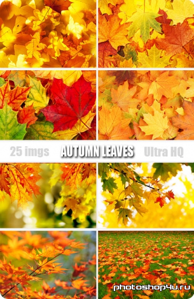 Autumn Leaves | Осенние листья - Высококачественный растровый клипарт с фотостока