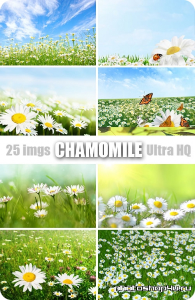 Chamomile | Ромашки - Высококачественный растровый клипарт с фотостока