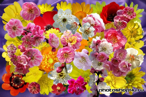 Клипарт - Разрозненные цветочки японской сливы и адониса