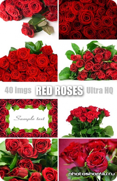 Red Roses | Красные розы - Высококачественный растровый клипарт. Photostock