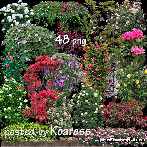 Png клипарт для фотошопа - Цветущий сад