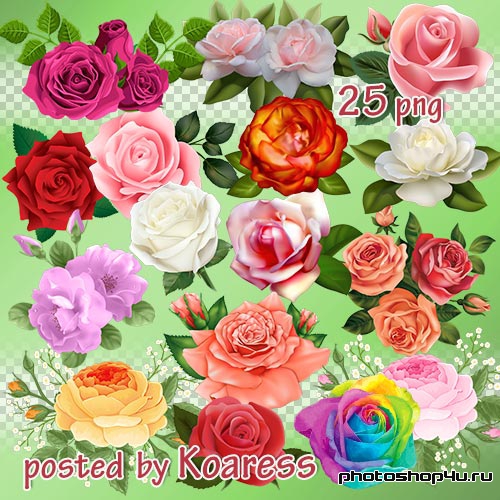 Png клипарт для дизайна - розы и композиции с розами